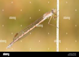 Attēlu rezultāti vaicājumam “Sympecma paedisca”