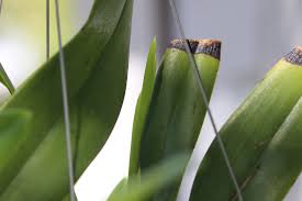 Attēlu rezultāti vaicājumam “Hammarbya paludosa fruit”