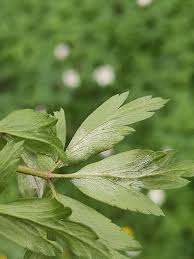 Attēlu rezultāti vaicājumam “Ochropsora ariae spores”