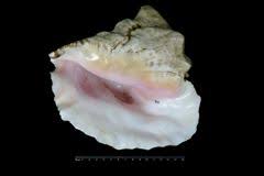 Image result for Aliger gigas