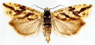 Attēlu rezultāti vaicājumam “Thiodia citrana”