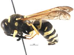 Attēlu rezultāti vaicājumam “Ancistrocerus sp.”