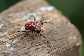Attēlu rezultāti vaicājumam “Araneus quadratus female”