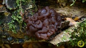 Attēlu rezultāti vaicājumam “Ascotremella faginea”