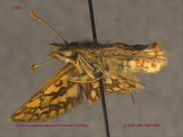 Attēlu rezultāti vaicājumam “Carterocephalus palaemon”