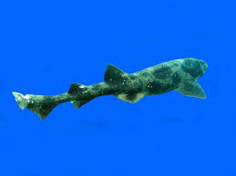 Image result for Cephaloscyllium laticeps