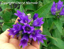 Attēlu rezultāti vaicājumam “Campanula glomerata fruit”