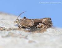 Attēlu rezultāti vaicājumam “Eudemis porphyrana”