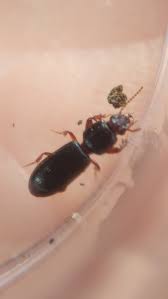 Attēlu rezultāti vaicājumam “Clivina fossor”