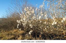 Attēlu rezultāti vaicājumam “Salix pentandra”