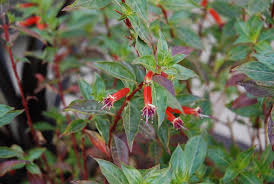 Image result for Cuphea ignea