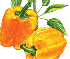 Afbeeldingsresultaat voor californian wonder golden sweet pepper