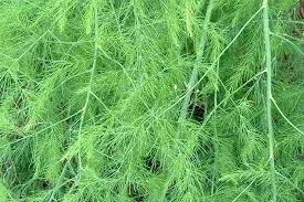 Attēlu rezultāti vaicājumam “Asparagus officinalis leaf”