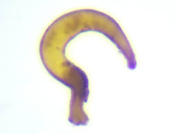 Attēlu rezultāti vaicājumam “Phaedon cochleariae”