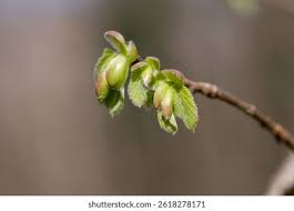 Attēlu rezultāti vaicājumam “Corylus avellana bud”