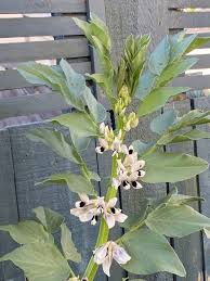 Attēlu rezultāti vaicājumam “Vicia faba flower”