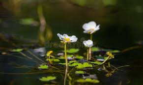 Attēlu rezultāti vaicājumam “Batrachium circinatum flower”