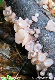 Attēlu rezultāti vaicājumam “Neobulgaria pura”