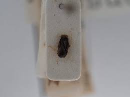 Attēlu rezultāti vaicājumam “Psallus sp.”