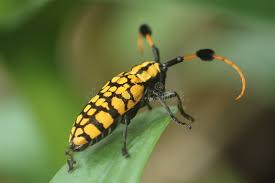 Attēlu rezultāti vaicājumam “Agapanthia villosoviridescens”