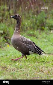 Attēlu rezultāti vaicājumam “Anser brachyrhynchus adult”