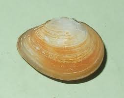 Attēlu rezultāti vaicājumam “Macoma baltica”