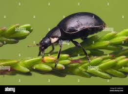 Attēlu rezultāti vaicājumam “Coccinella hieroglyphica”