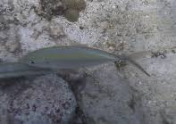 Image result for Caranx ruber