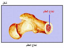 وصفه جميله من النخاع لتنعيم الشعر الجاف Images?q=tbn:ANd9GcSMKo8ze0oQTFx4QuzT1SIN0M1COkNTqX3ZRGywaLC0EdPsVQ-a8w