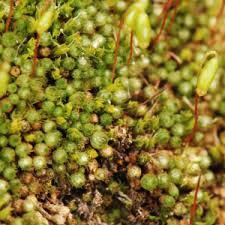 Attēlu rezultāti vaicājumam “Grimmia muehlenbeckii sporophyte”