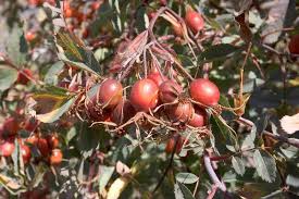 Attēlu rezultāti vaicājumam “Rosa glauca leaf”