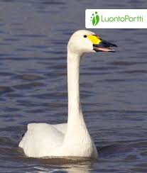 Attēlu rezultāti vaicājumam “Cygnus columbianus”