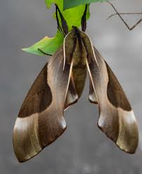 Image result for hawk moth
