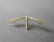 Attēlu rezultāti vaicājumam “Adaina microdactyla”