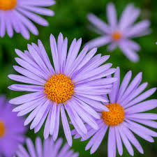 Image result for Aster amellus