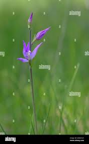 Attēlu rezultāti vaicājumam “Cephalanthera rubra bud”