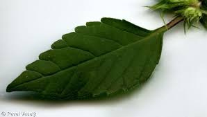 Attēlu rezultāti vaicājumam “Galeopsis speciosa leaf”