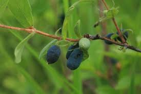 Attēlu rezultāti vaicājumam “Lonicera caerulea var. pallasii”
