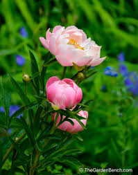 Attēlu rezultāti vaicājumam “Paeoniaceae”