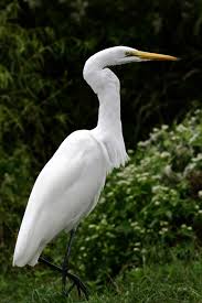 Attēlu rezultāti vaicājumam “Egretta alba adult”