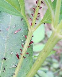 Attēlu rezultāti vaicājumam “Uroleucon cirsii”