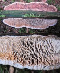 Attēlu rezultāti vaicājumam “Gloeophyllum trabeum”