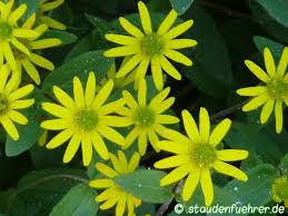 Image result for Sanvitalia procumbens