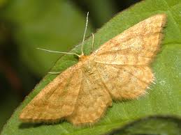 Attēlu rezultāti vaicājumam “Idaea serpentata”