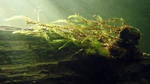 Attēlu rezultāti vaicājumam “Fontinalis antipyretica”