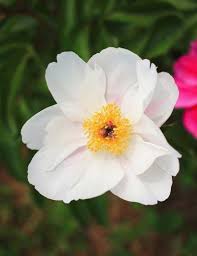 Attēlu rezultāti vaicājumam “Paeonia lactiflora flower”