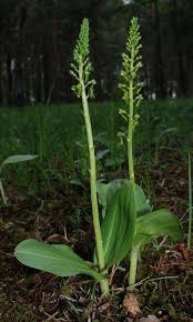 Attēlu rezultāti vaicājumam “Listera ovata flower”