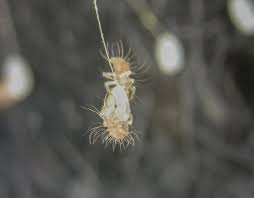 Attēlu rezultāti vaicājumam “Chrysopidae eggs”