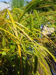 Attēlu rezultāti vaicājumam “Carex pseudocyperus female flower”