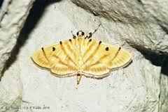 Attēlu rezultāti vaicājumam “Crambidae”